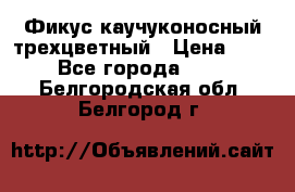 Фикус каучуконосный трехцветный › Цена ­ 500 - Все города  »    . Белгородская обл.,Белгород г.